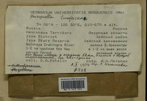 Herzogiella turfacea (Lindb.) Z. Iwats., Bryophytes, Bryophytes - Russian Far East (excl. Chukotka & Kamchatka) (B20) (Russia)