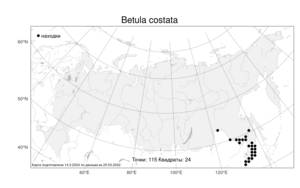 Betula costata Trautv., Atlas of the Russian Flora (FLORUS) (Russia)