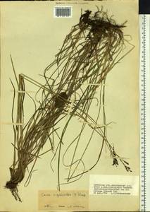 Carex rigidioides (Gorodkov) V.I.Krecz., Siberia, Baikal & Transbaikal region (S4) (Russia)