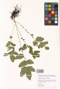 Filipendula ulmaria (L.) Maxim., Eastern Europe, Central forest-and-steppe region (E6) (Russia)