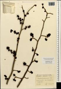 Parrotia persica (DC.) C. A. Mey., Caucasus, Azerbaijan (K6) (Azerbaijan)