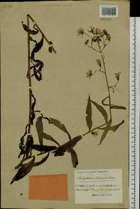 Lactuca sibirica (L.) Benth. ex Maxim., Siberia, Russian Far East (S6) (Russia)