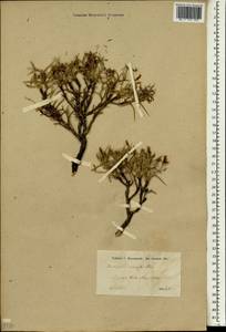 Onobrychis cornuta (L.)Desv., South Asia, South Asia (Asia outside ex-Soviet states and Mongolia) (ASIA) (Iran)