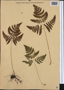 Gymnocarpium robertianum (Hoffm.) Newman, Western Europe (EUR) (Austria)