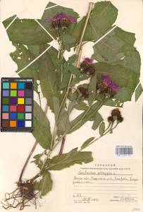 Centaurea phrygia L., Eastern Europe, Moscow region (E4a) (Russia)