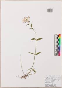 Phlox divaricata L., Eastern Europe, Central region (E4) (Russia)