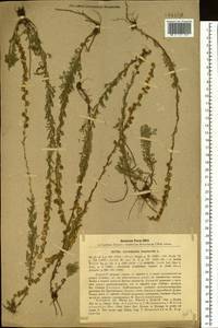 Artemisia rupestris L., Siberia, Baikal & Transbaikal region (S4) (Russia)