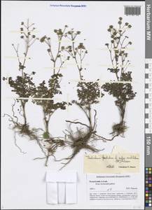 Thalictrum foetidum L., Siberia, Altai & Sayany Mountains (S2) (Russia)