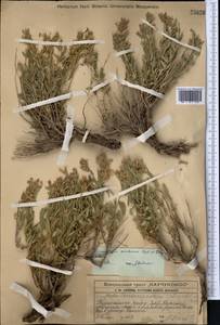 Dracocephalum karataviense, Middle Asia, Western Tian Shan & Karatau (M3) (Kazakhstan)