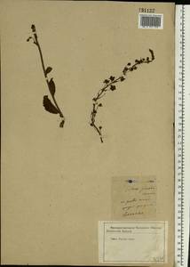 Verbascum phoeniceum L., Eastern Europe, Central forest-and-steppe region (E6) (Russia)