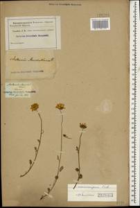 Archanthemis marschalliana subsp. sosnovskyana (Fed.) Lo Presti & Oberpr., Caucasus (no precise locality) (K0)