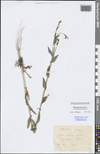 Turritis glabra L., Eastern Europe, Central forest-and-steppe region (E6) (Russia)