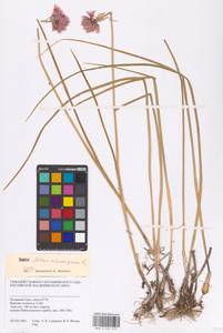 Allium schoenoprasum L., Siberia, Western Siberia (S1) (Russia)