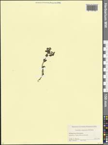 Veronica caucasica M.Bieb., Caucasus, Stavropol Krai, Karachay-Cherkessia & Kabardino-Balkaria (K1b) (Russia)