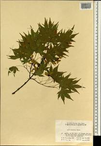 Acer palmatum Thunb., South Asia, South Asia (Asia outside ex-Soviet states and Mongolia) (ASIA) (China)
