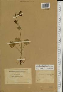 Aconitum rotundifolium Kar. & Kir., Siberia, Altai & Sayany Mountains (S2) (Russia)