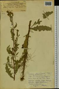 Cirsium arvense (L.) Scop., Siberia, Altai & Sayany Mountains (S2) (Russia)