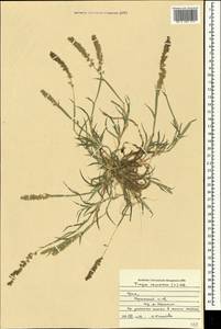 Tragus racemosus (L.) All., Crimea (KRYM) (Russia)