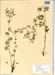 Potentilla intermedia L., Eastern Europe, Volga-Kama region (E7) (Russia)