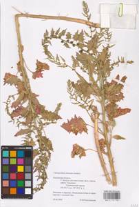 Blitum virgatum subsp. virgatum, Eastern Europe, Central region (E4) (Russia)