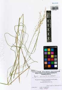 Glyceria spiculosa (F.Schmidt) Roshev. ex B.Fedtsch., Siberia, Baikal & Transbaikal region (S4) (Russia)