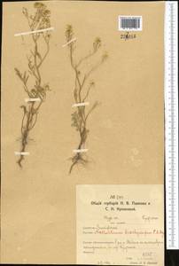 Rorippa brachycarpa (C.A.Mey.) Hayek, Middle Asia, Northern & Central Kazakhstan (M10) (Kazakhstan)