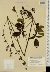 Salvia ringens Sm., Caucasus, Black Sea Shore (from Novorossiysk to Adler) (K3) (Russia)