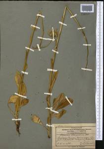 Doronicum oblongifolium A. DC., Middle Asia, Pamir & Pamiro-Alai (M2) (Kyrgyzstan)
