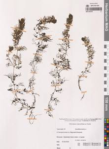 Utricularia macrorhiza Leconte, Siberia, Chukotka & Kamchatka (S7) (Russia)