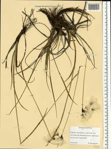 Eriophorum latifolium Hoppe, Eastern Europe, Northern region (E1) (Russia)