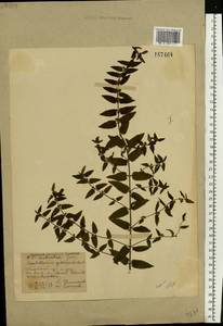 Scutellaria galericulata L., Eastern Europe, Central forest-and-steppe region (E6) (Russia)