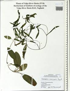 Potamogeton mariensis Papch., Eastern Europe, Middle Volga region (E8) (Russia)
