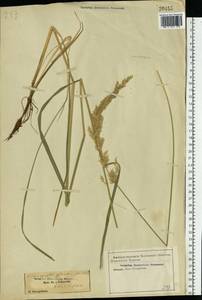 Calamagrostis arundinacea (L.) Roth, Eastern Europe, North-Western region (E2) (Russia)