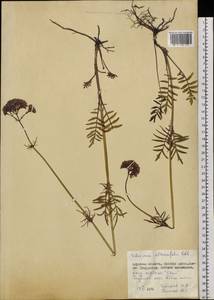 Valeriana officinalis L., Siberia, Russian Far East (S6) (Russia)