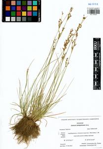 Juncus compressus Jacq., Siberia, Baikal & Transbaikal region (S4) (Russia)