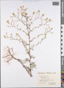 Centaurea diffusa Lam., Eastern Europe, Central forest-and-steppe region (E6) (Russia)