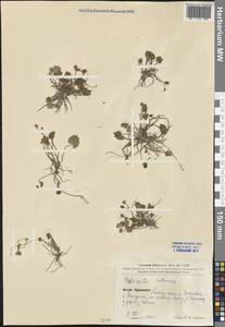 Halerpestes ruthenica (Jacq.) Ovcz., South Asia, South Asia (Asia outside ex-Soviet states and Mongolia) (ASIA) (China)
