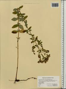 Hypericum maculatum, Eastern Europe, Central forest-and-steppe region (E6) (Russia)