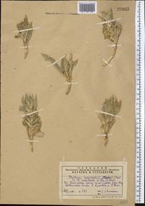 Cryptocodon monocephalus (Trautv.) Fed., Middle Asia, Western Tian Shan & Karatau (M3) (Kazakhstan)