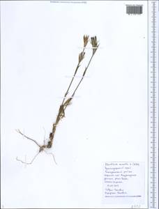 Dianthus armeria L., Caucasus, Black Sea Shore (from Novorossiysk to Adler) (K3) (Russia)