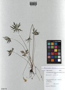 Ranunculus acris L., Siberia, Altai & Sayany Mountains (S2) (Russia)