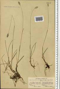 Sesleria caerulea (L.) Ard., Eastern Europe, North-Western region (E2) (Russia)