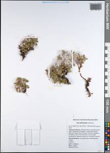 Salix phlebophylla Anderss., Siberia, Russian Far East (S6) (Russia)