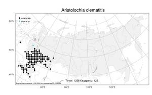 Aristolochia clematitis L., Atlas of the Russian Flora (FLORUS) (Russia)