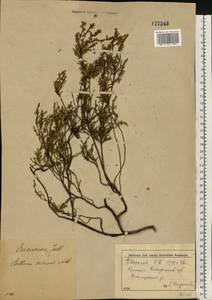 Calluna vulgaris (L.) Hull, Eastern Europe, Volga-Kama region (E7) (Russia)