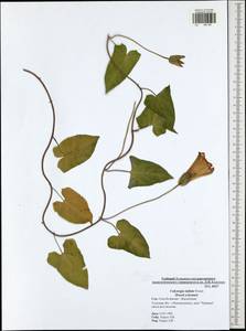 Calystegia sepium subsp. americana (Sims) Brummitt, Eastern Europe, Central region (E4) (Russia)
