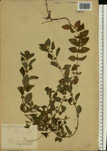 Mentha arvensis L., Eastern Europe (no precise locality) (E0) (Russia)