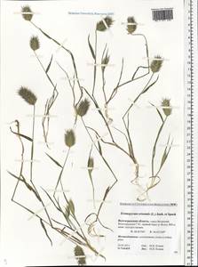 Eremopyrum orientale (L.) Jaub. & Spach, Eastern Europe, Lower Volga region (E9) (Russia)