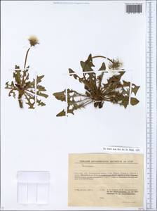 Taraxacum, Eastern Europe, South Ukrainian region (E12) (Ukraine)