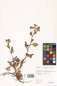 Potentilla supina L., Siberia, Russian Far East (S6) (Russia)